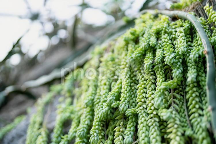 果肉植物　セドゥム　モルガニアヌム タマツヅリ,果肉植物,ペンケイソウ科の写真素材