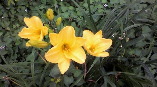 ヘメロカリス ヘメロカリスの写真