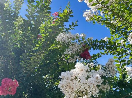 サルスベリ 百日紅,サルスベリ,リゾートの写真素材