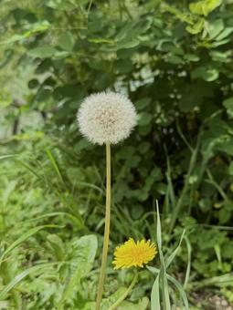 Dandelion, JPG Dandelion, JPG