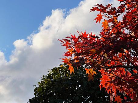 Colorful maples, JPG