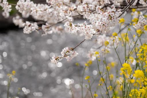 Cherry blossoms and rape blossoms, JPG
