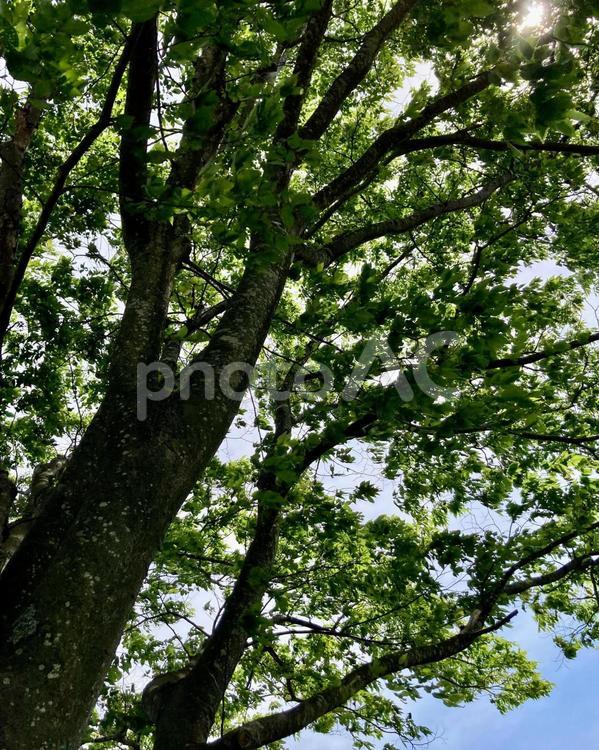 樹木 ケヤキ,欅,木漏れ日の写真素材