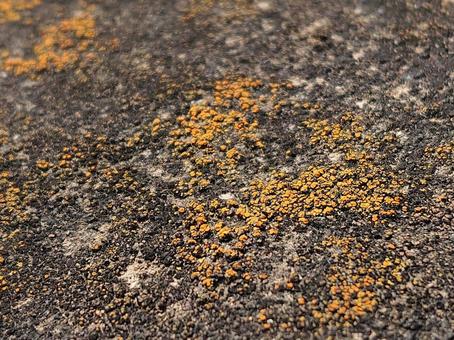 地衣類・ダイダイゴケのアップ写真 地衣類・ダイダイゴケのアップ写真の写真