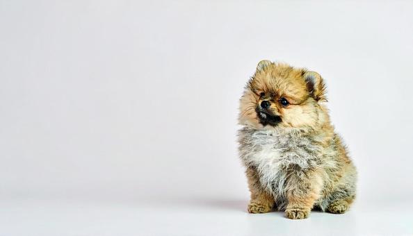 ポメラニアン ポメラニアンの写真