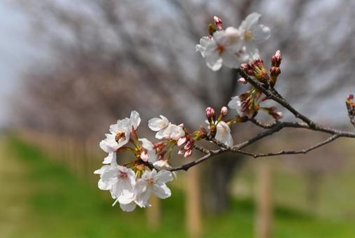 桜 桜の写真