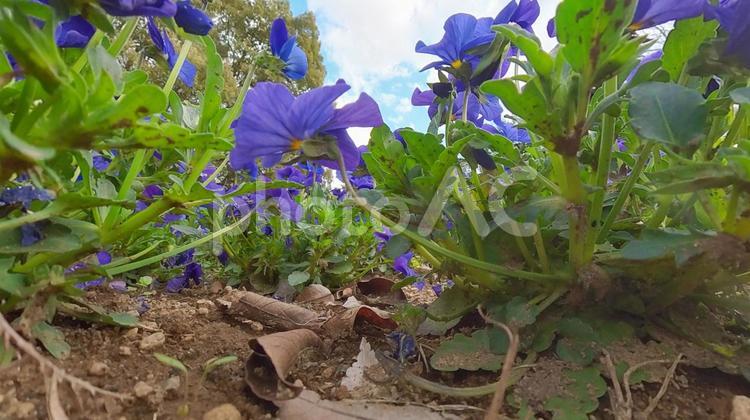 ムラサキハナナ（オオアラセイトウ） ムラサキハナナ,紫花菜,花の写真素材
