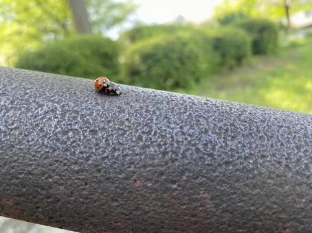 てんとう虫 てんとう虫の写真