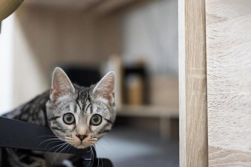 American Shorthair, JPG