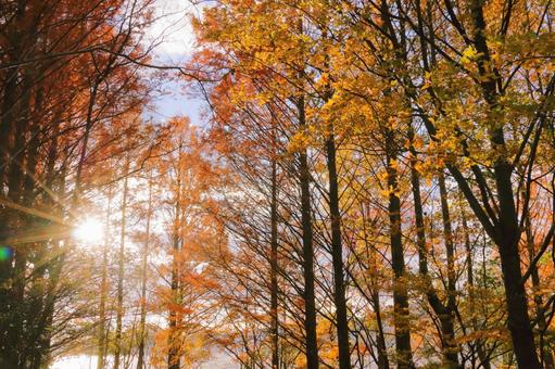紅葉 秋の景色 紅葉 秋の景色 紅葉,秋,カエデの写真素材