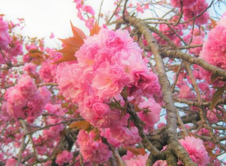 八重桜 八重桜の写真