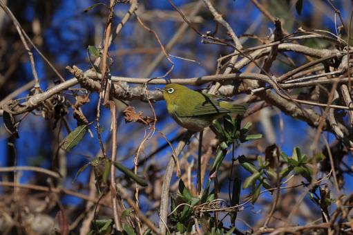 Japanese white-eye, JPG