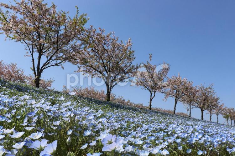 ネモフィラと桜の風景 ネモフィラ,舞洲,沢山の写真素材