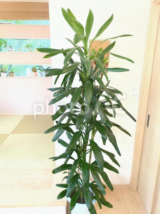大型観葉植物　グローカル　10号鉢 大型観葉植物,グローカル,観葉植物の写真素材