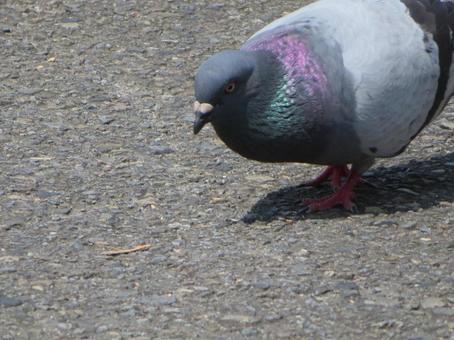 何かを見つめるカワラバト 何かを見つめるカワラバトの写真