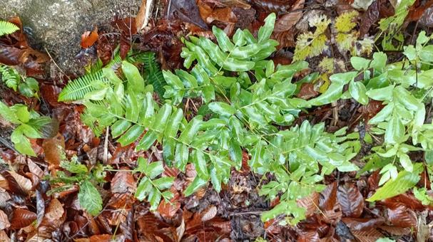 日本の沢等に自生するシダの仲間ヤブソテツ ヤブソテツ,シダ,植物の写真素材