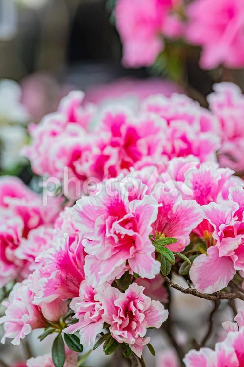 札幌　百合が原公園の温室の花 北海道,札幌,札幌市の写真素材