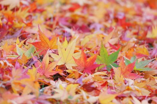 秋のイメージ 紅葉 秋のイメージ 紅葉 紅葉,秋,モミジの写真素材