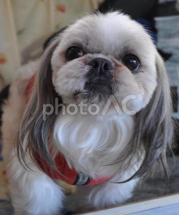 爽やか男子(^_-)-☆ 犬,ペット,目線の写真素材