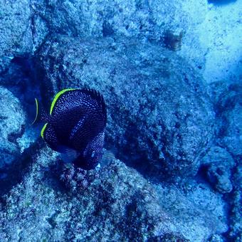 ユウゼン(正方形サイズ) ユウゼン,魚,サンゴ礁の写真素材