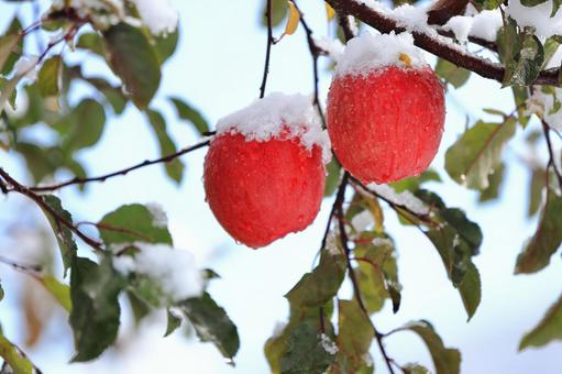 雪のかぶったふじリンゴ 雪,冬,自然の写真素材