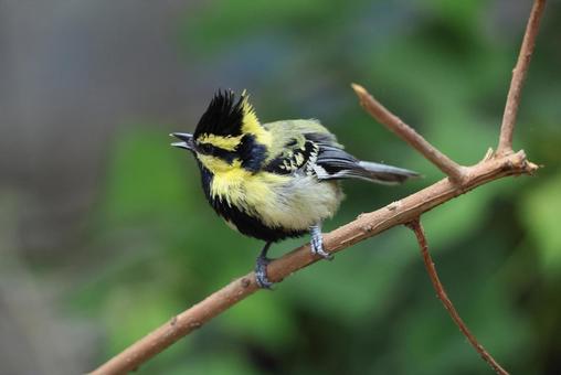 キホオカンムリガラ キホオカンムリガラ,野鳥,カラ類の写真素材