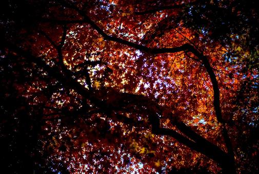 <素材>紅葉した森の中のイロハモミジ <素材>紅葉した森の中のイロハモミジの写真