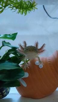 Photo, wooper looper, aho rolling, mexican salamander, 