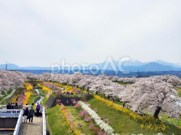 春　風景　桜 春,風景,桜並木の写真素材