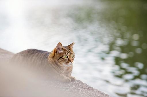 大阪城公園の野良猫 大阪城公園の野良猫の写真