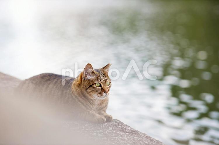 大阪城公園の野良猫 野良猫,猫,大阪城公園の写真素材