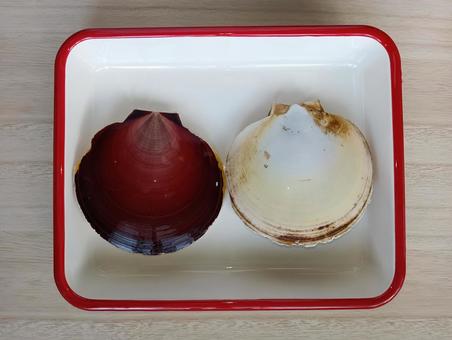 ツキヒガイ(裏と表) ツキヒガイ(裏と表) ツキヒガイ,貝,海産物の写真素材