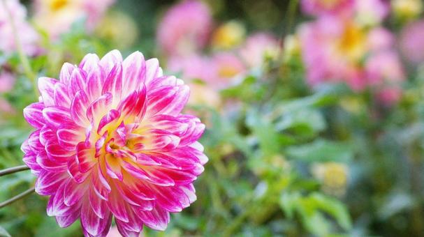 秋のダリア園-877 ダリア,ピンク,ショッキングピンクの写真素材