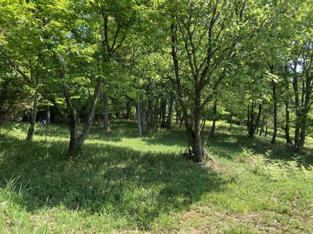 新緑の里山 新緑の里山の写真