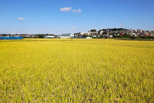 稲作風景1(横浜市にて) 稲作,米作り,稲の写真素材