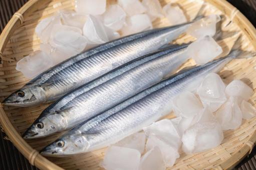 生サンマ サンマ,生サンマ,魚の写真素材