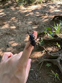 クワガタ、つかまえた クワガタ、つかまえたの写真