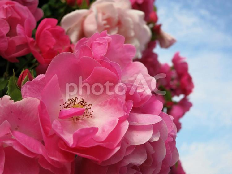 ピンクの花 ガーデン,ピンク,晴れの写真素材