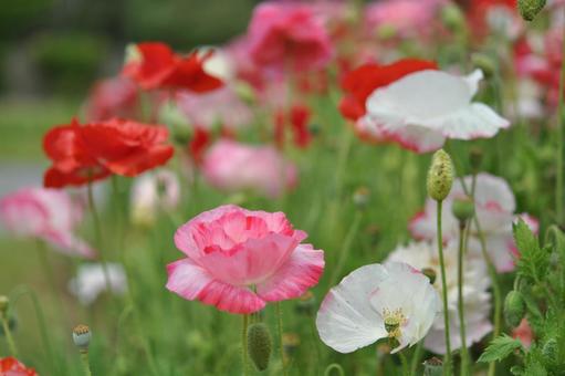 Poppies (pink, white, red), JPG Poppies (pink, white, red), JPG