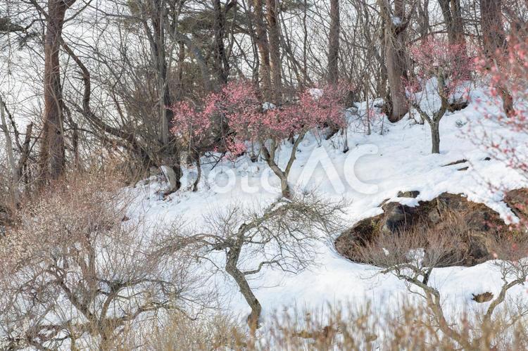 雪中梅 風景,自然,花の写真素材