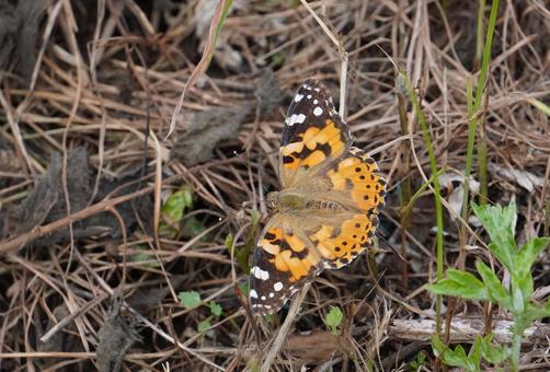 ヒメアカタテハ ヒメアカタテハ ヒメアカタテハ,チョウ,タテハチョウ科の写真素材