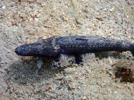 エンマゴチ ダイビング,海,シュノーケルの写真素材