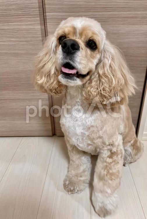 トリミングをしたアメコカ 犬,トリミング,ペットサロンの写真素材