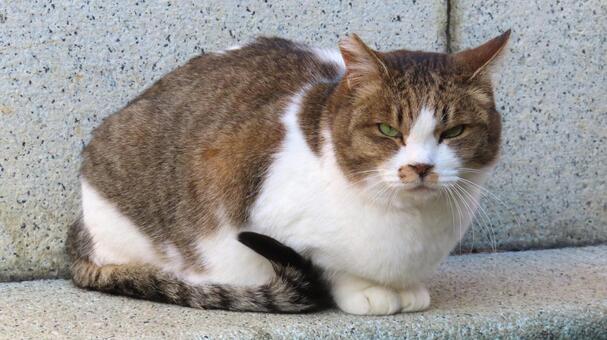 全てを見通す眼力を発揮している猫様 猫,キジシロ,カメラ目線の写真素材