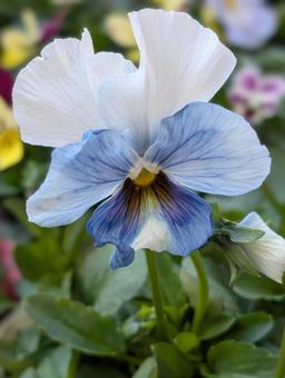 パンジーの花 4 パンジー,ブルー,白の写真素材