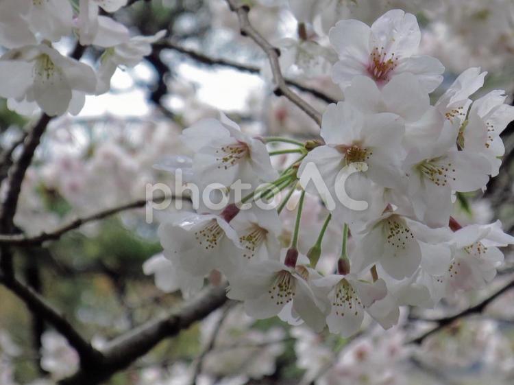 桜 桜,さくら,春の花の写真素材