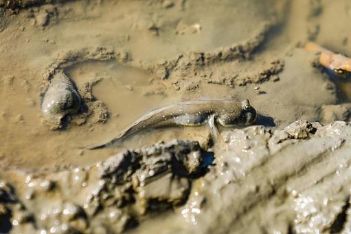 ムツゴロウ むつごろう,ムツゴロウ,ムツの写真素材