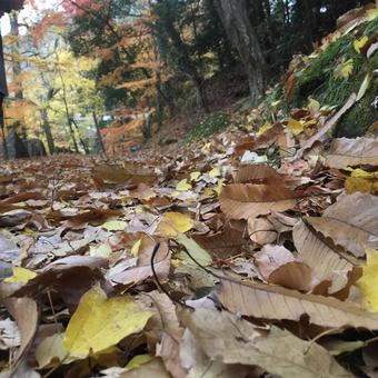 秋の山道 秋の山道の写真