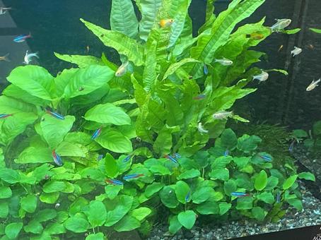 Photo, tropical fish, fish, neon tetra, 