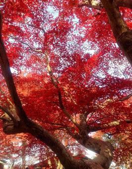 紅葉 紅葉の写真